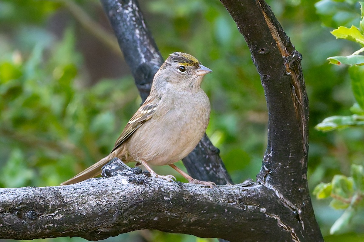 Golden-crowned Sparrow - ML625973549