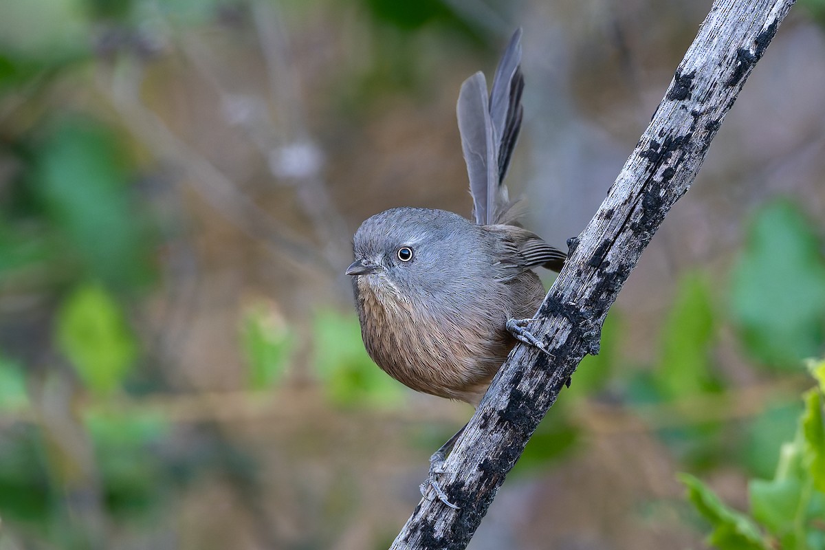 Wrentit - ML625973554