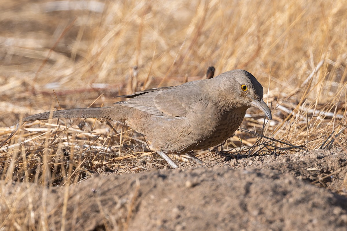 Bendire's Thrasher - ML625973673