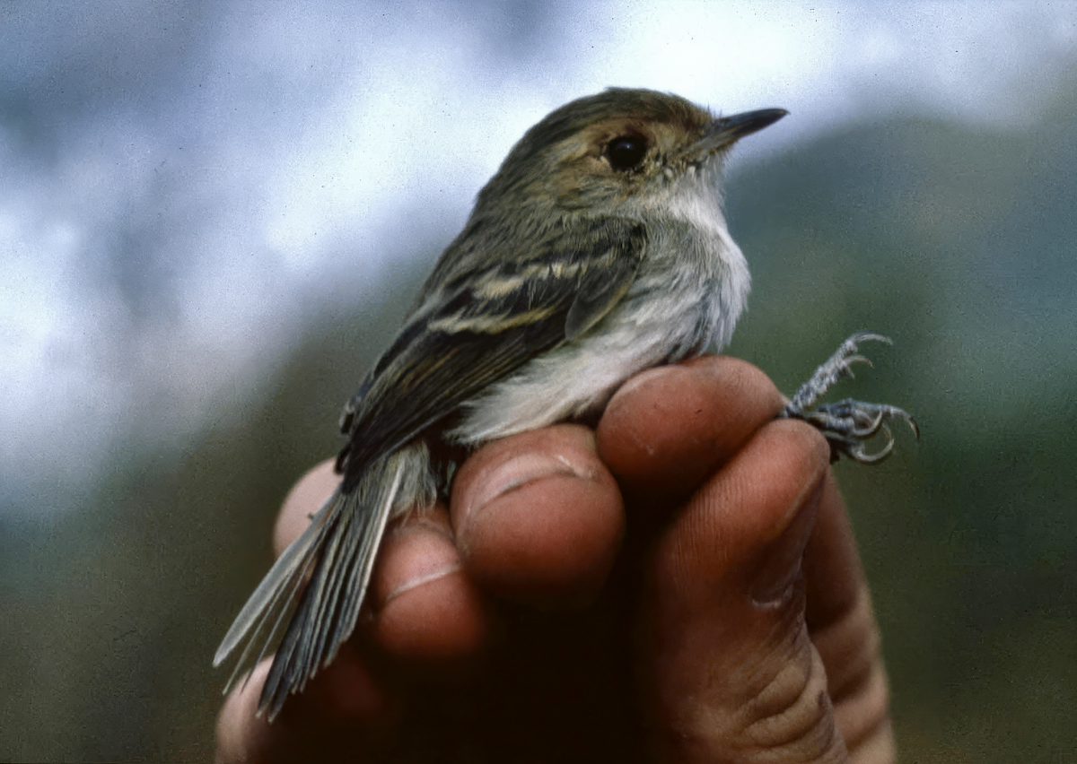 Fulvous-faced Scrub-Tyrant - ML625973714