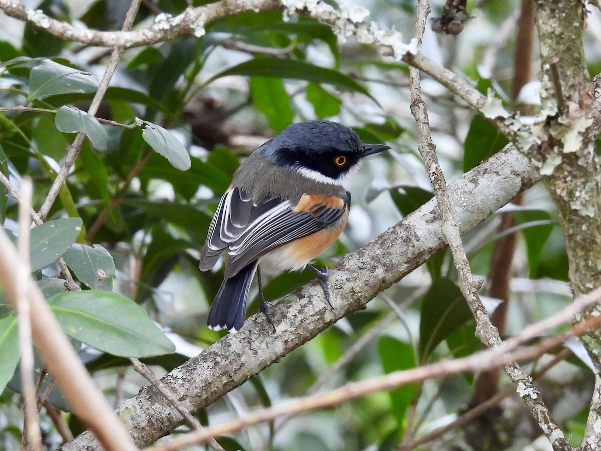 Cape Batis (Gray-mantled) - ML625973738
