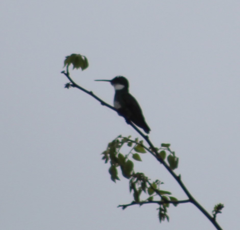 White-throated Hummingbird - ML625973800