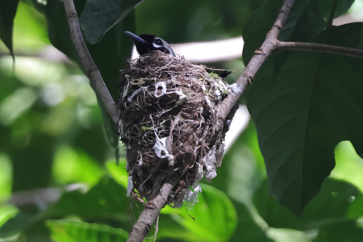 White-capped Monarch - ML625973838