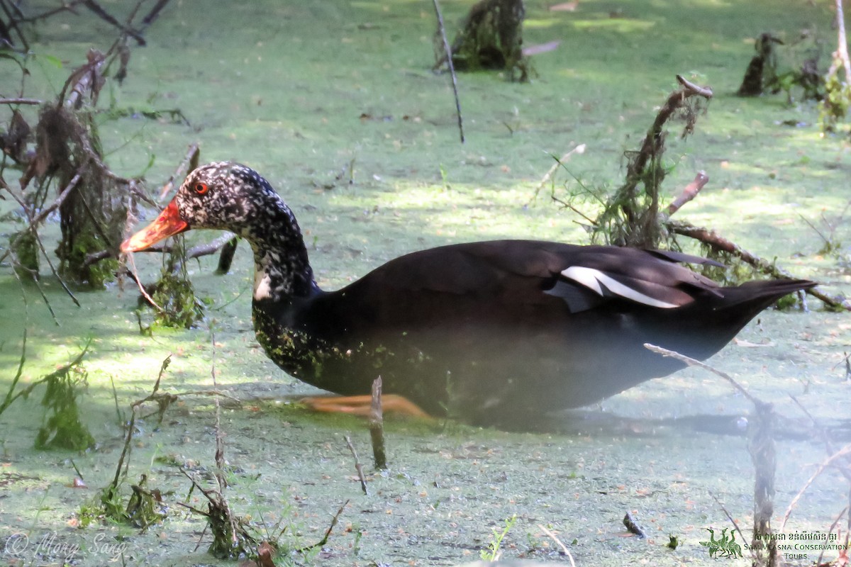 White-winged Duck - ML625973887