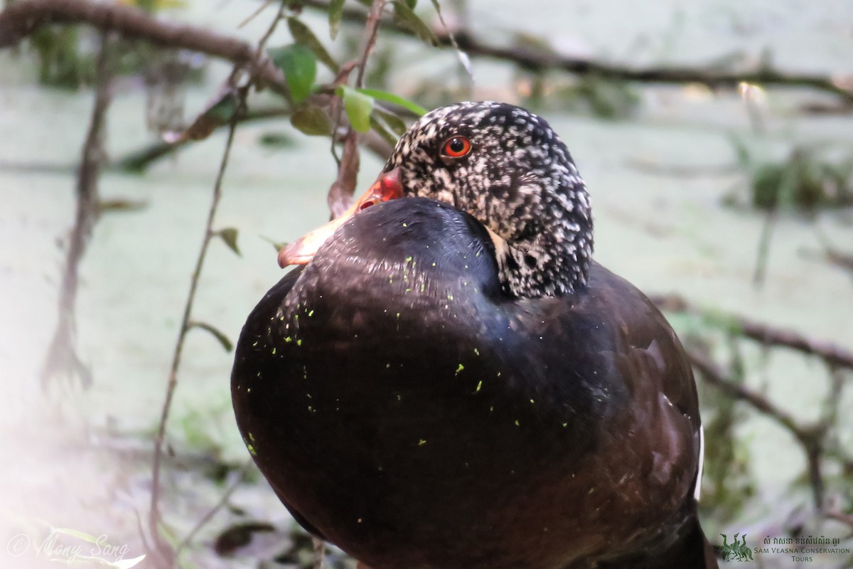 White-winged Duck - ML625973906