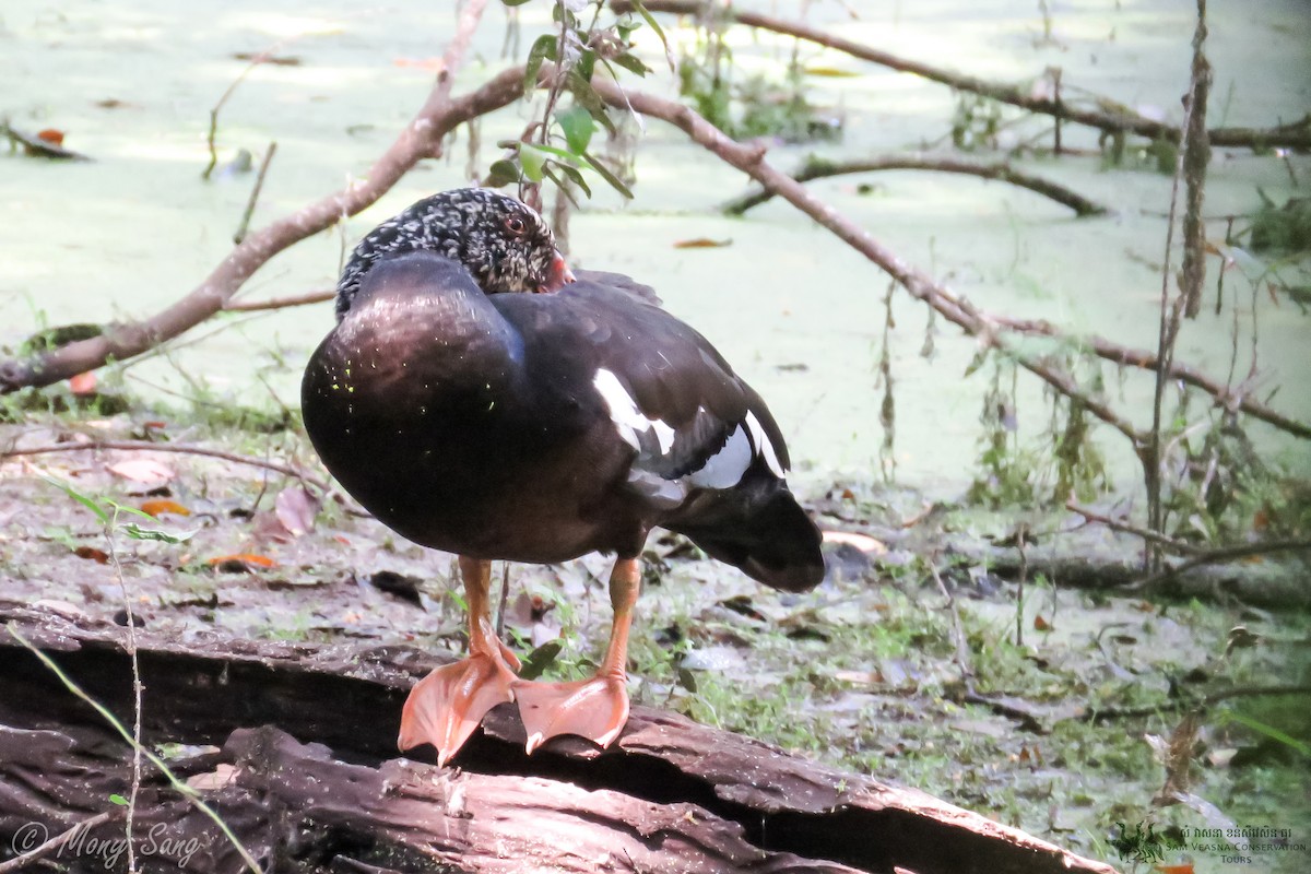 White-winged Duck - ML625973907