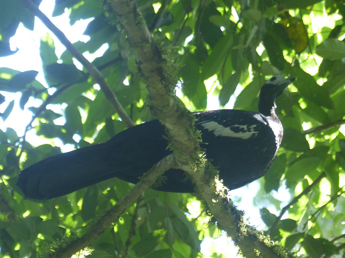 Blue-throated Piping-Guan - ML625973935