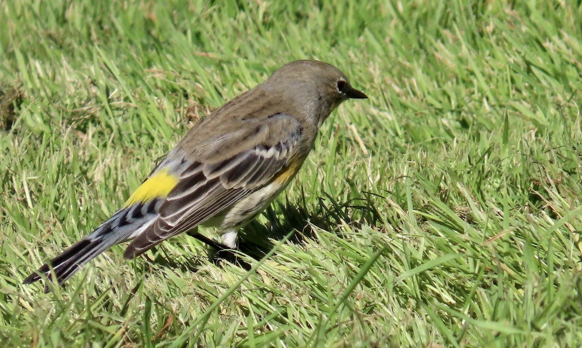 Yellow-rumped Warbler - ML625974124