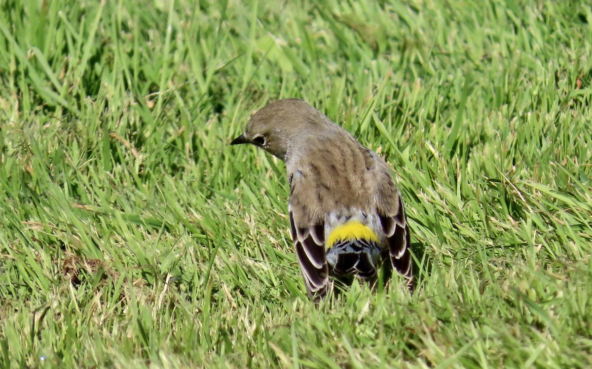 Yellow-rumped Warbler - ML625974127
