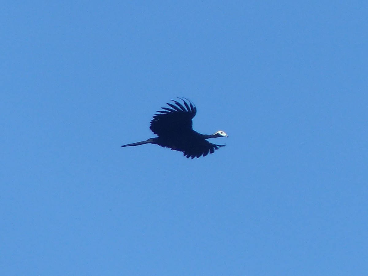 Blue-throated Piping-Guan - ML625974237