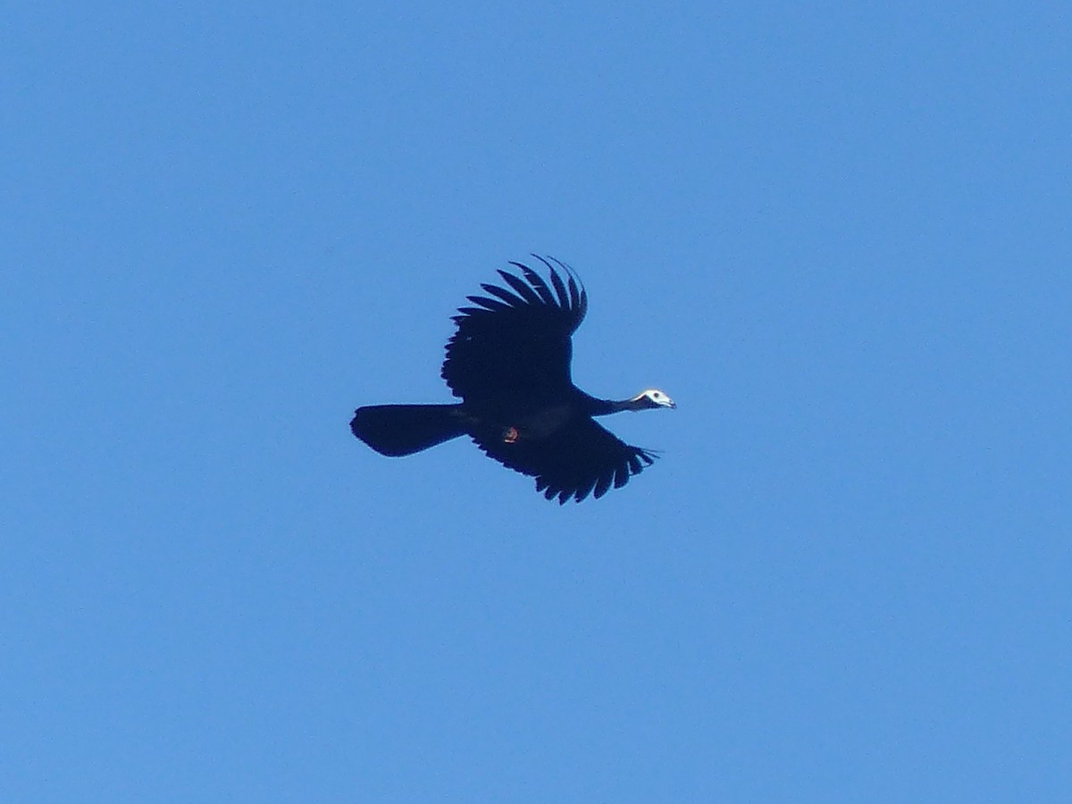 Blue-throated Piping-Guan - ML625974242