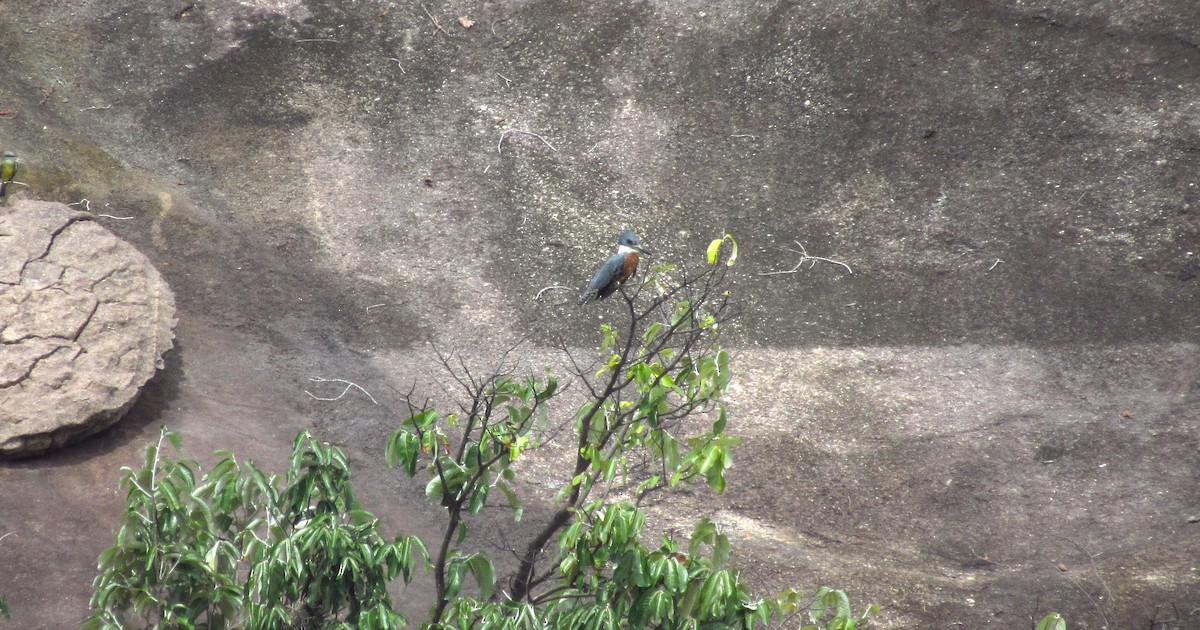 Ringed Kingfisher - ML625974346