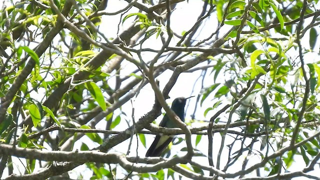 White-vented Violetear - ML625974383