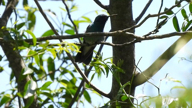 White-vented Violetear - ML625974559