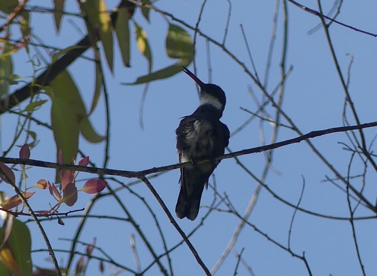 White-throated Hummingbird - ML625974620