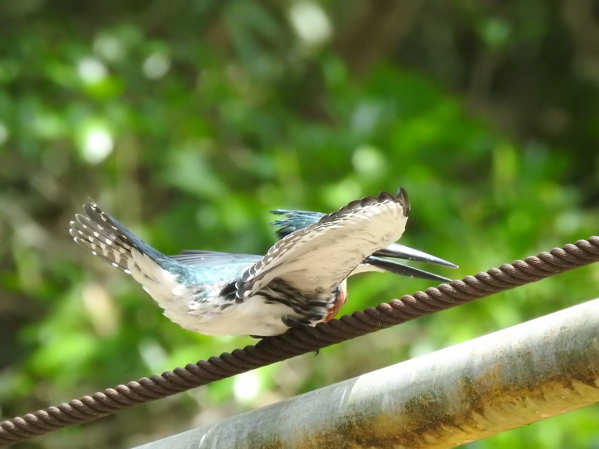 Amazon Kingfisher - ML625974691