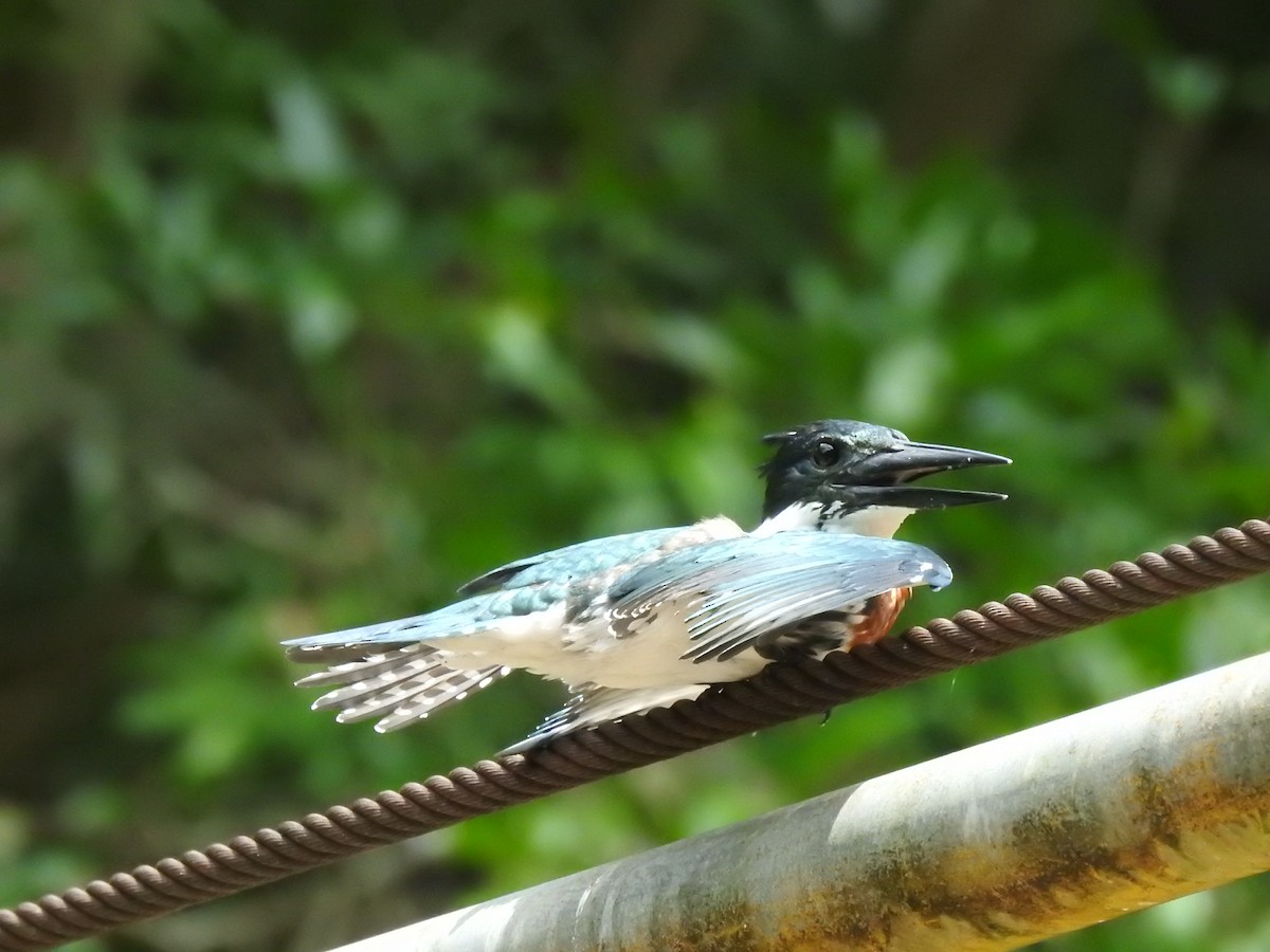 Amazon Kingfisher - ML625974694