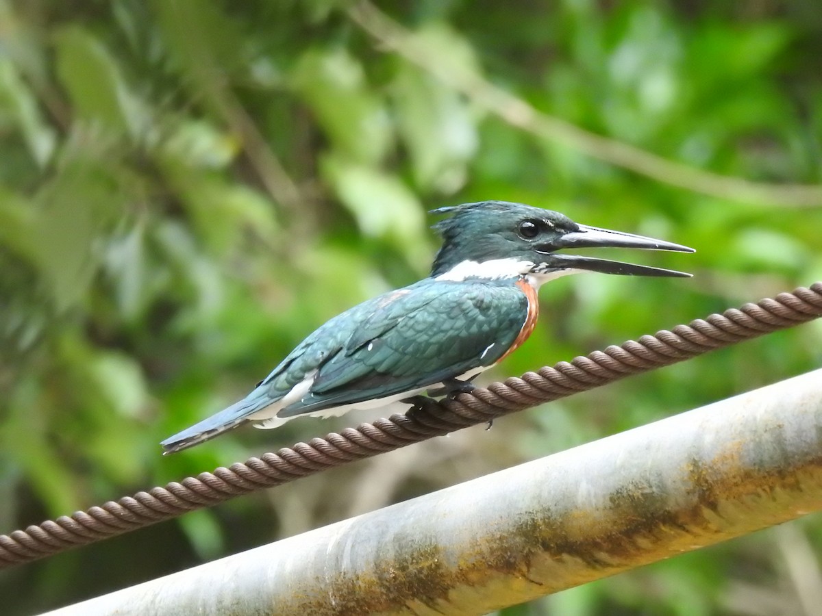 Amazon Kingfisher - ML625974695