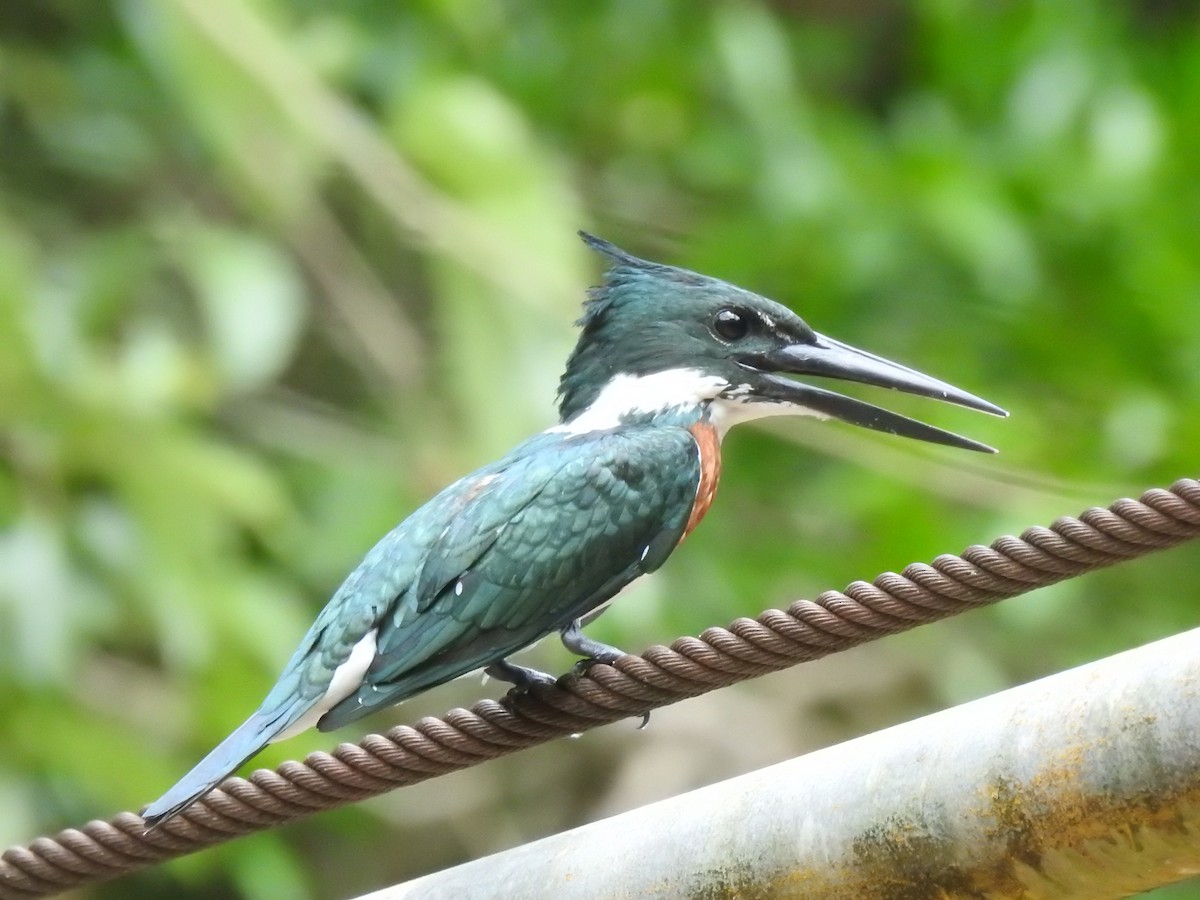 Amazon Kingfisher - ML625974696