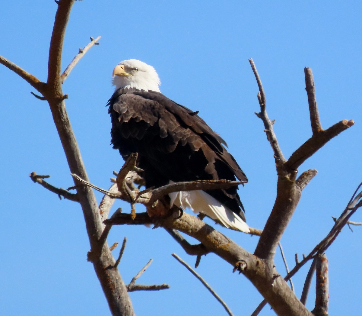 Bald Eagle - ML625974775