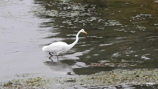 Great Egret (American) - ML625974890