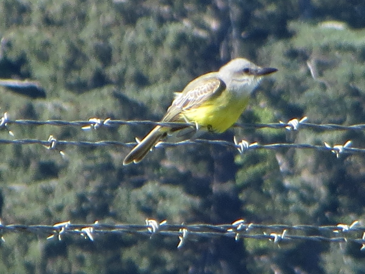 Tropical Kingbird - ML625974893
