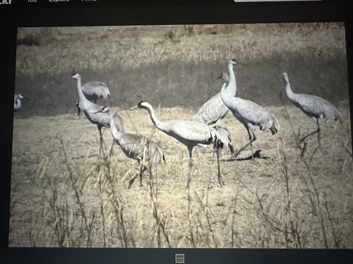 Common Crane - ML625974942