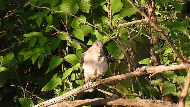 White-tipped Dove - ML625975112
