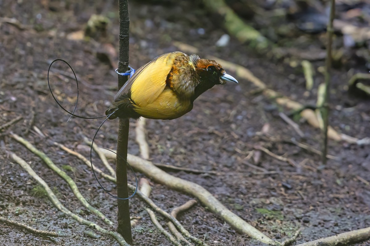 Magnificent Bird-of-Paradise - ML625975177