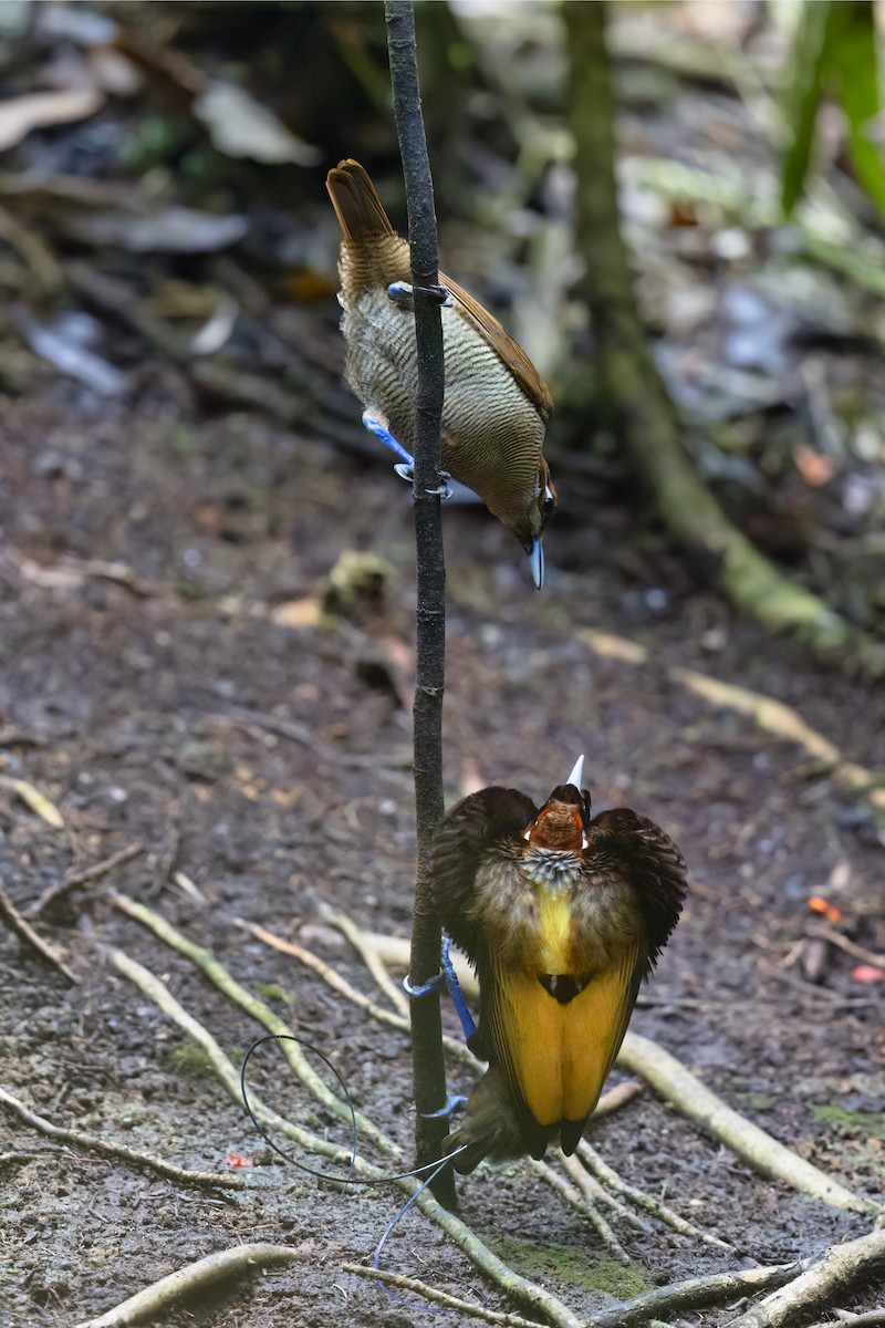 Magnificent Bird-of-Paradise - ML625975182