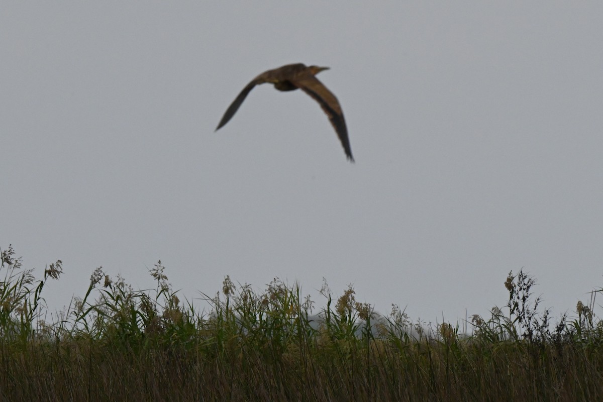 American Bittern - Donna Carter