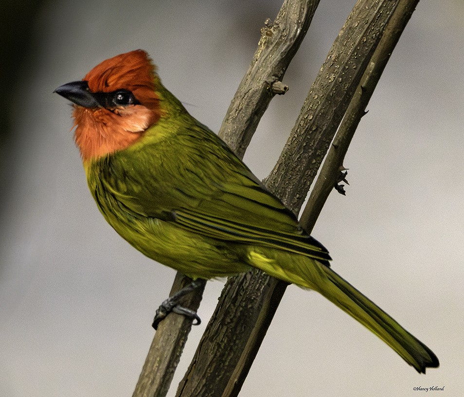 Red-headed Tanager - ML625975452