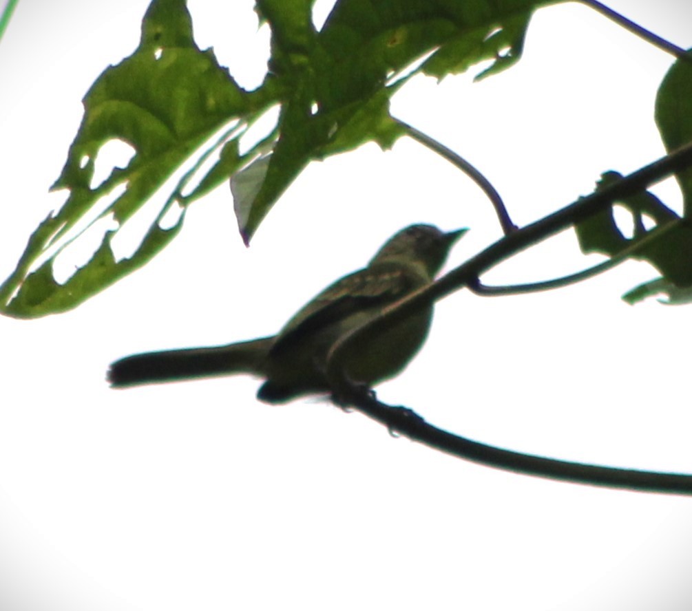 Rufous-tailed Flatbill - ML625975704