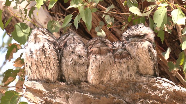 Tawny Frogmouth - ML625975777