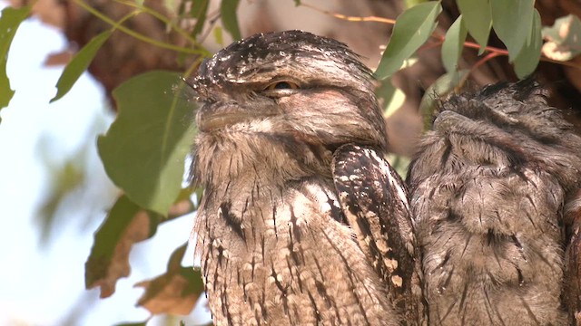 Tawny Frogmouth - ML625975782