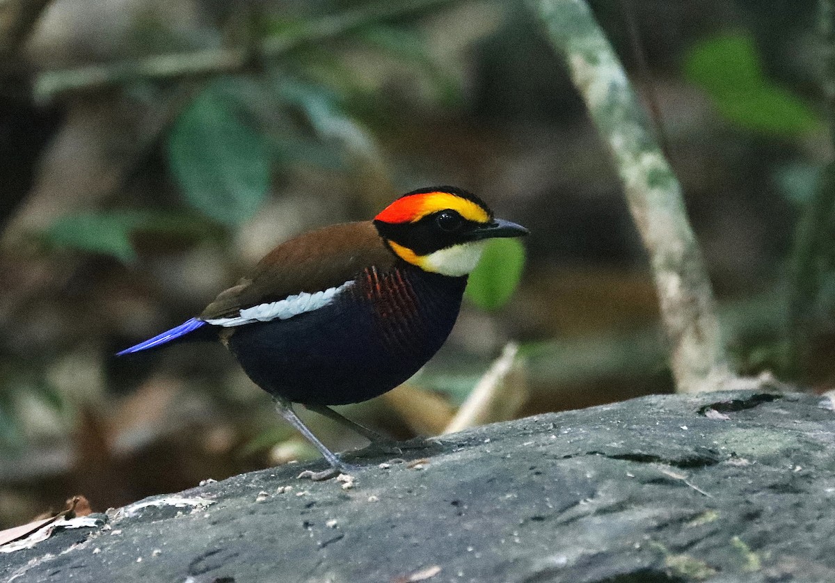 Malayan Banded-Pitta - ML625975852