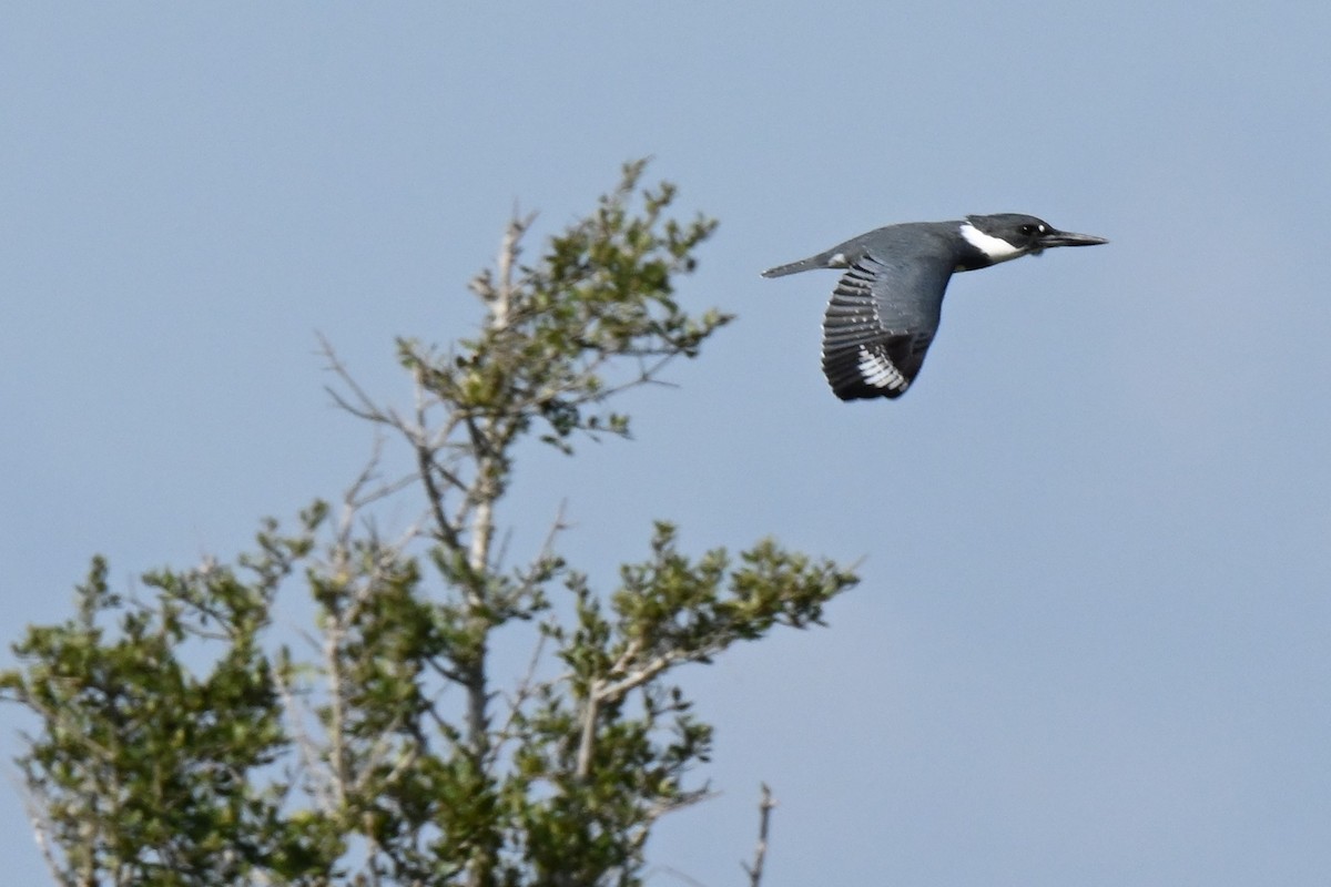 Belted Kingfisher - ML625975896