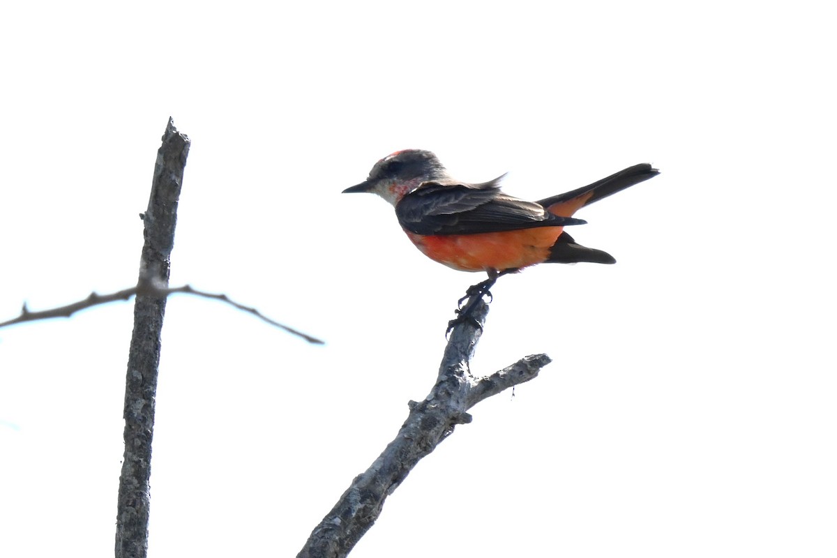 Vermilion Flycatcher - ML625975907