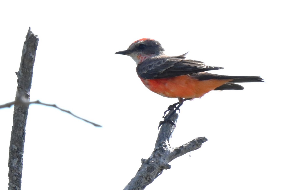 Vermilion Flycatcher - ML625975908