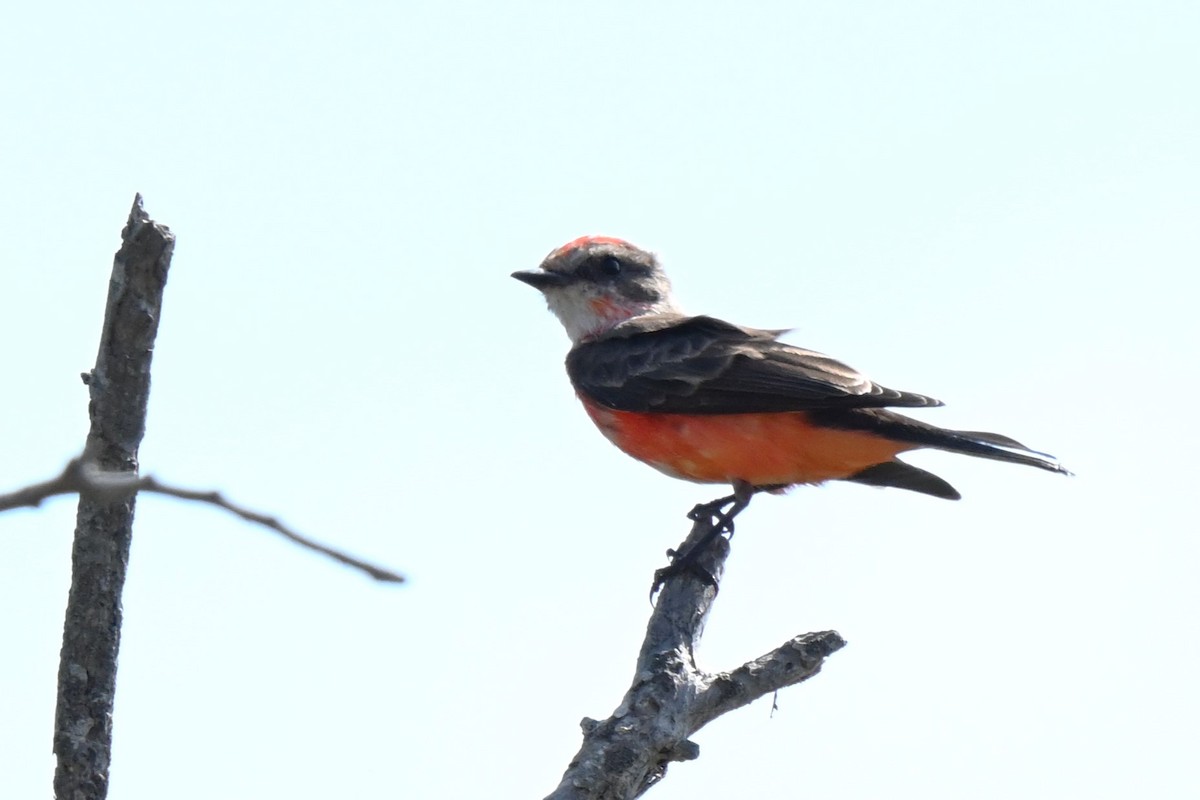 Vermilion Flycatcher - ML625975909