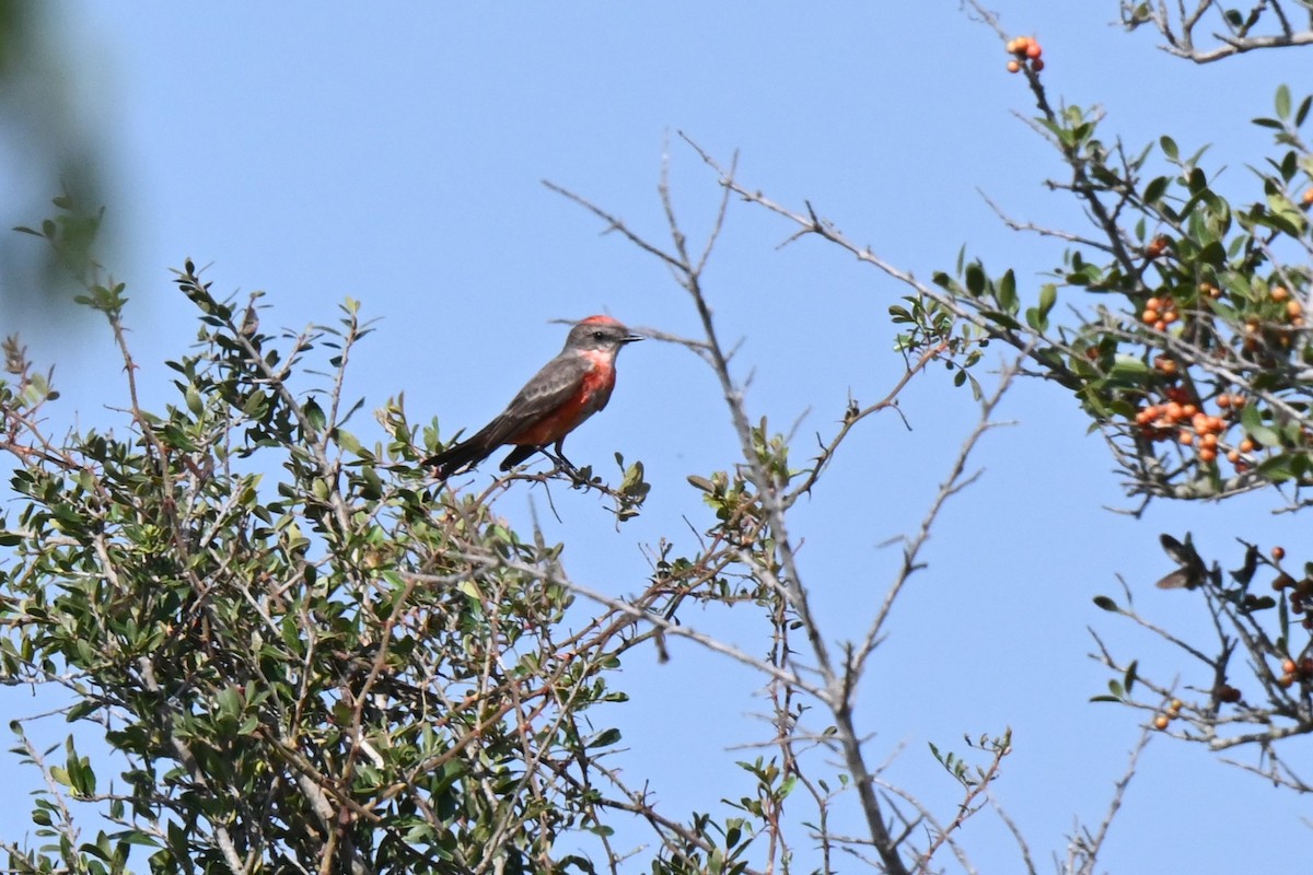 Vermilion Flycatcher - ML625975910