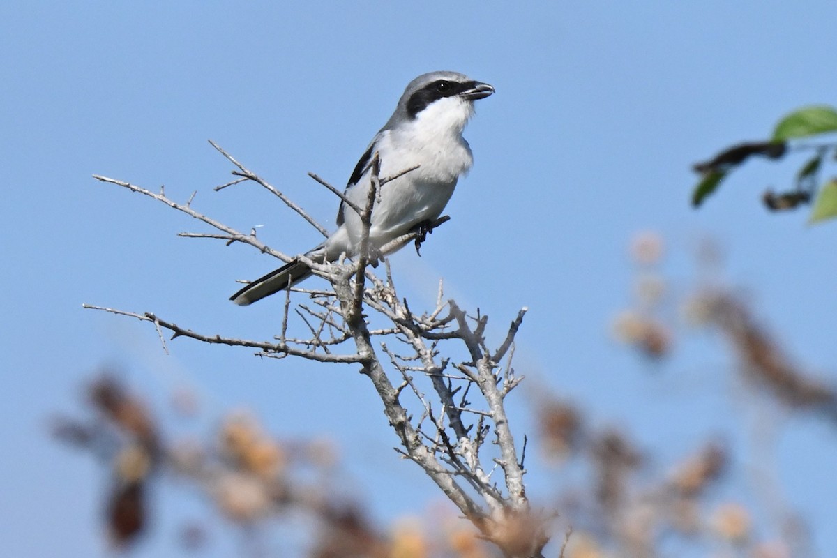 Loggerhead Shrike - ML625975915