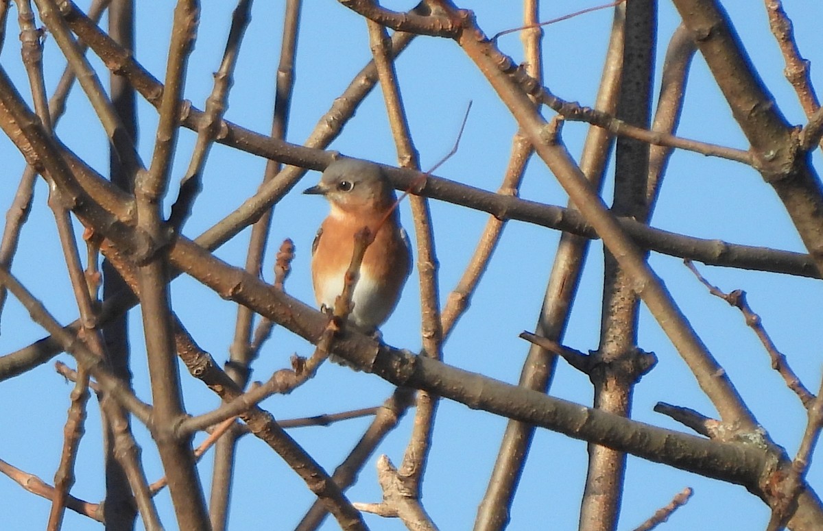 Eastern Bluebird - ML625975919