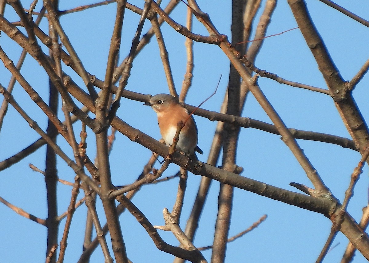 Eastern Bluebird - ML625975920