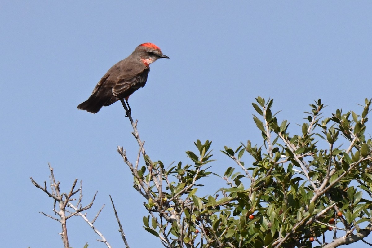 Vermilion Flycatcher - ML625975933