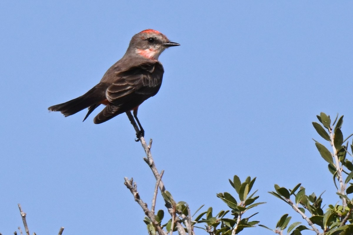 Vermilion Flycatcher - ML625975934