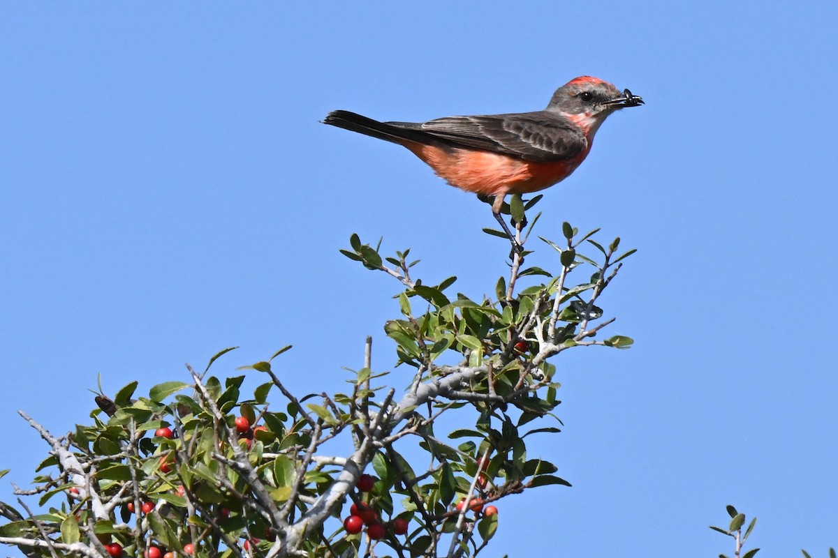 Vermilion Flycatcher - ML625975935