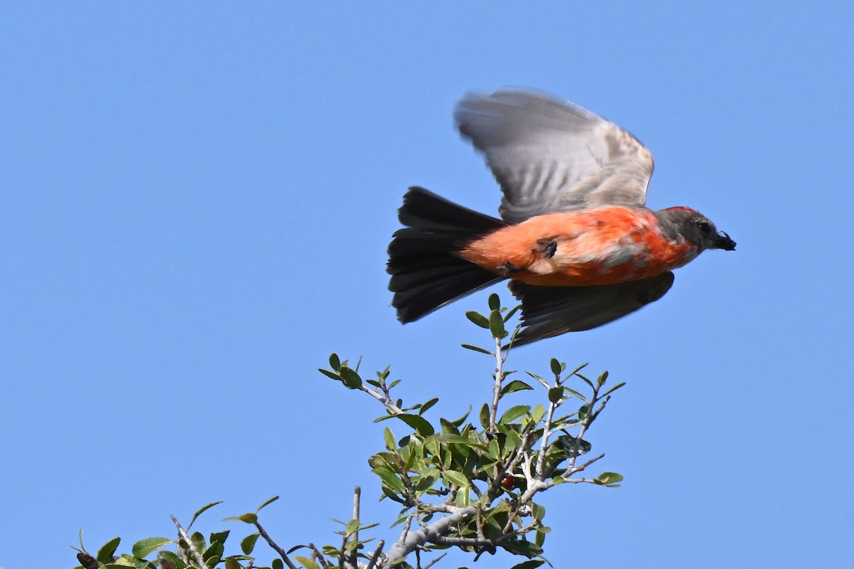 Vermilion Flycatcher - ML625975936