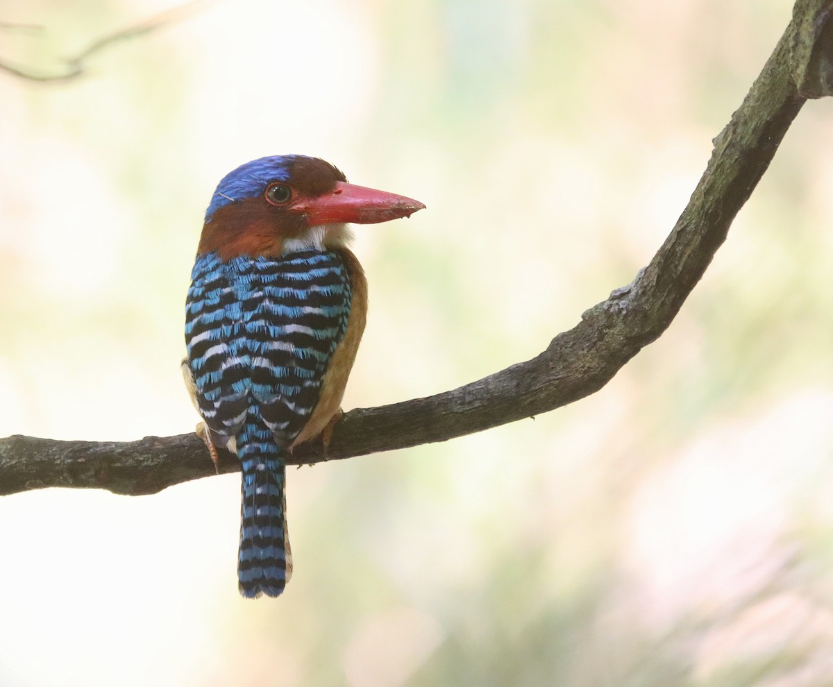 Banded Kingfisher - ML625975942