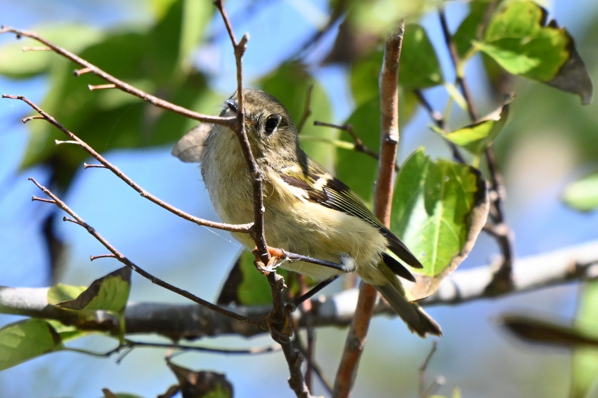 Ruby-crowned Kinglet - ML625975948